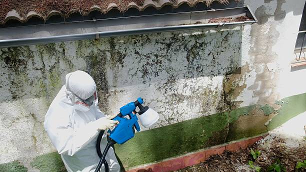 Mold Removal service in Terra Ceia